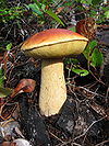 A mushroom with an orange-brown cap and a yellowish underside that somewhat resembles a sponge. The light-yellow stem is about half the thickness of the caps diameter. This mushroom is growing on the ground, surrounded by twigs, leaves, a log and other forest floor debris.