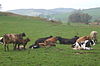 Cattle near Lowick Hall - geograph.org.uk - 1256041.jpg