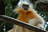 A picture of Gee's Golden Langur