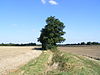 Hedge between Wrestlingworth and Tadlow - geograph.org.uk - 553213.jpg