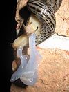 Photo of two entwined slugs with milky white translucent material extruding from both