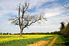 Oil seed rape field near Milton Park, Peterborough - geograph.org.uk - 407778.jpg