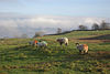 Sheep on Lambrigg Fell - geograph.org.uk - 642504.jpg