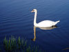 Swan on the Lancaster Canal in Holme - geograph.org.uk - 152600.jpg