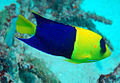 1 centropyge bicolor Bicolor angelfish.jpg