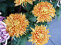 ChrysanthemumMorifolium2.jpg