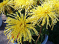 ChrysanthemumMorifolium4.jpg