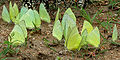 Common Emigrant (Catopsilia pomona) mud-puddling W IMG 0282.jpg