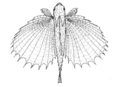Dactyloptena orientalis (Oriental flying gurnard).gif