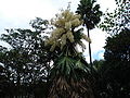Flowering Talipot Palm 01.jpg