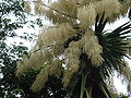 Flowering Talipot Palm 03.jpg