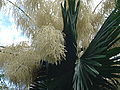Flowering Talipot Palm 04.jpg