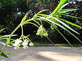 Gomphocarpus physocarpus 1.jpg