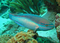 Princess-parrotfish.png