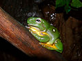 Splendid tree frog444.jpg