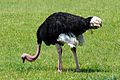 Struthio camelus -Cape May Zoo, New Jersey, USA-8a.jpg