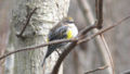 Yellow-rumped Warbler-27527.jpg