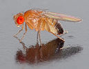 A small fly with red eyes.