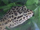 Male Leopard Gecko.JPG