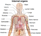 The internal organs and their contents