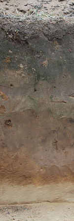 Profil glebowy.jpg