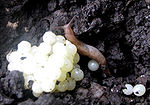 Photo showing a pile of several dozen white balls lying on stone next to small slug