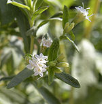 Stevia rebaudiana flowers.