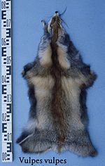 Vulpes vulpes (Afghanistan) fur skin.jpg