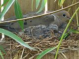 Mourning Dove Nesting 20060630.JPG