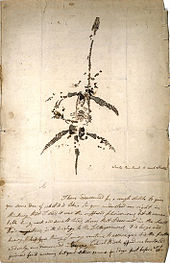 Drawing of partially complete skeleton of creature with long thin neck, small skull, and paddles