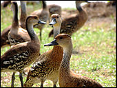 A group of West Indian whistling ducks