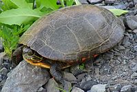 A midland painted turtle sitting on rocky ground facing left with his head slightly retracted into his shell