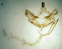 Coleophora hackmani.jpg