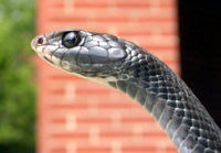 An extreme close-up of a black racer's head: black eyes and a pointed snout are featured.