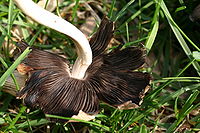 Underside of a mushroom cap with dark brownish-black gills; the edge cap has been ripped into several segments.