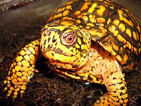 A bright yellow and black eastern box turtle looking at the viewer and facing toward the right.