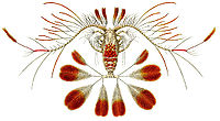 Haeckel Copepoda Calocalanus pavo.jpg