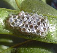 A cluster of empty barrel shaped eggs on a leaf.