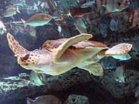 A loggerhead sea turtle swimming in an aquarium.
