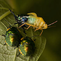 A jewel bug emerging from it's old exoskeleton while two nymphs look on in the foreground.