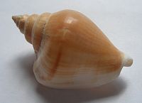 An empty sea snail shell with its opening turned down
