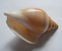 An empty sea snail shell with its opening turned up