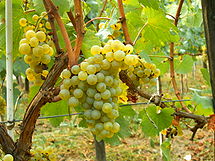 Chardonnay grapes in Moldova