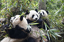 1 panda trio sichuan china 2011.jpg