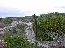 A fence, with dense vegetation of shrubs on the right, and a few small shrubs on sand on the left.