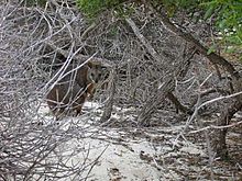 A small macropod crouches amongst a thicket of dead branches.