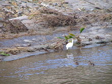 Several birds wading and swimming in muddy water