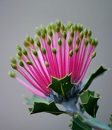closeup of bloom in late bud; the individual yellow-tipped pink flowers resembling matchsticks