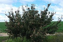 a large spreading shrub in an area of low vegetation less than 1 m (3 ft) high on a sunny day