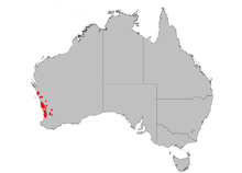 a grey map of Australia, with some red dots on the west coast indicating range of Banksia menziesii